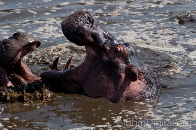 Hipopotamos peleandose