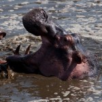 Foto Hipopotamos peleandose