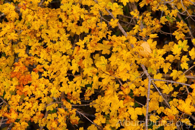 Foto Hojas doradas de otoño