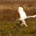 Foto Ibis blanco
