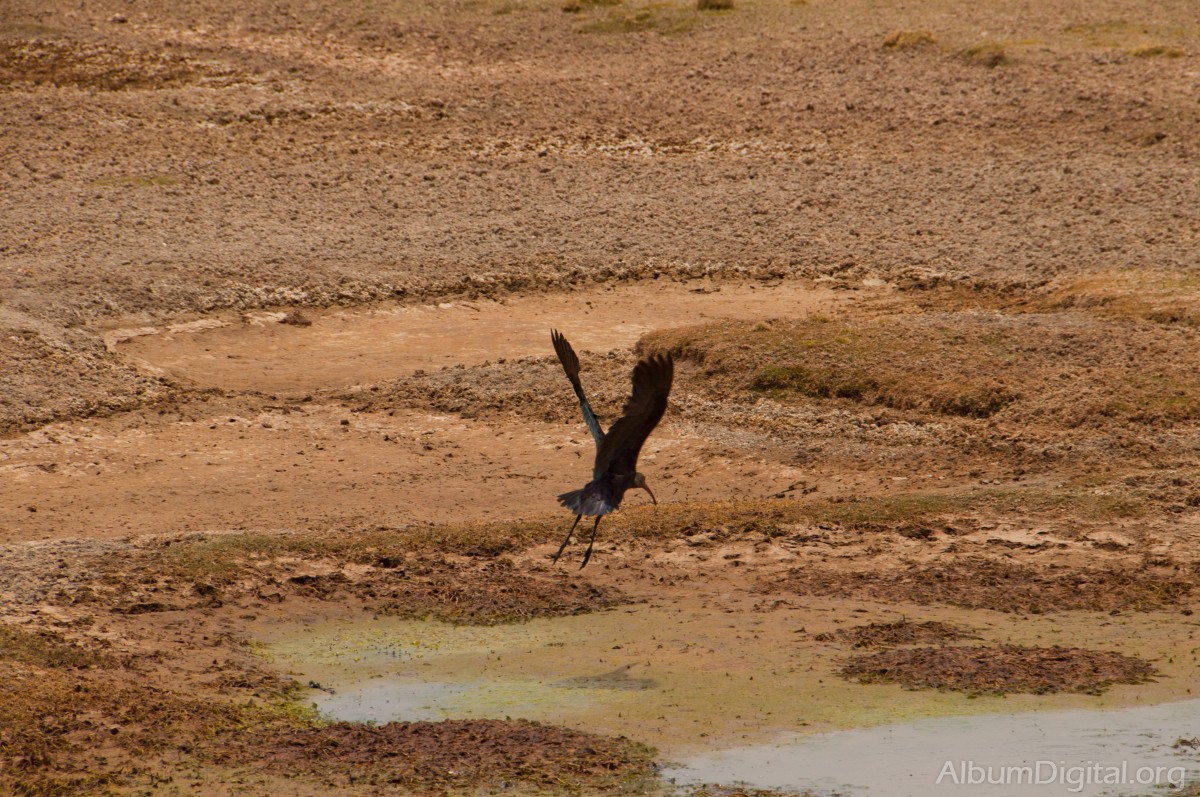 Ibis negro volando