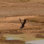 Foto Ibis negro volando
