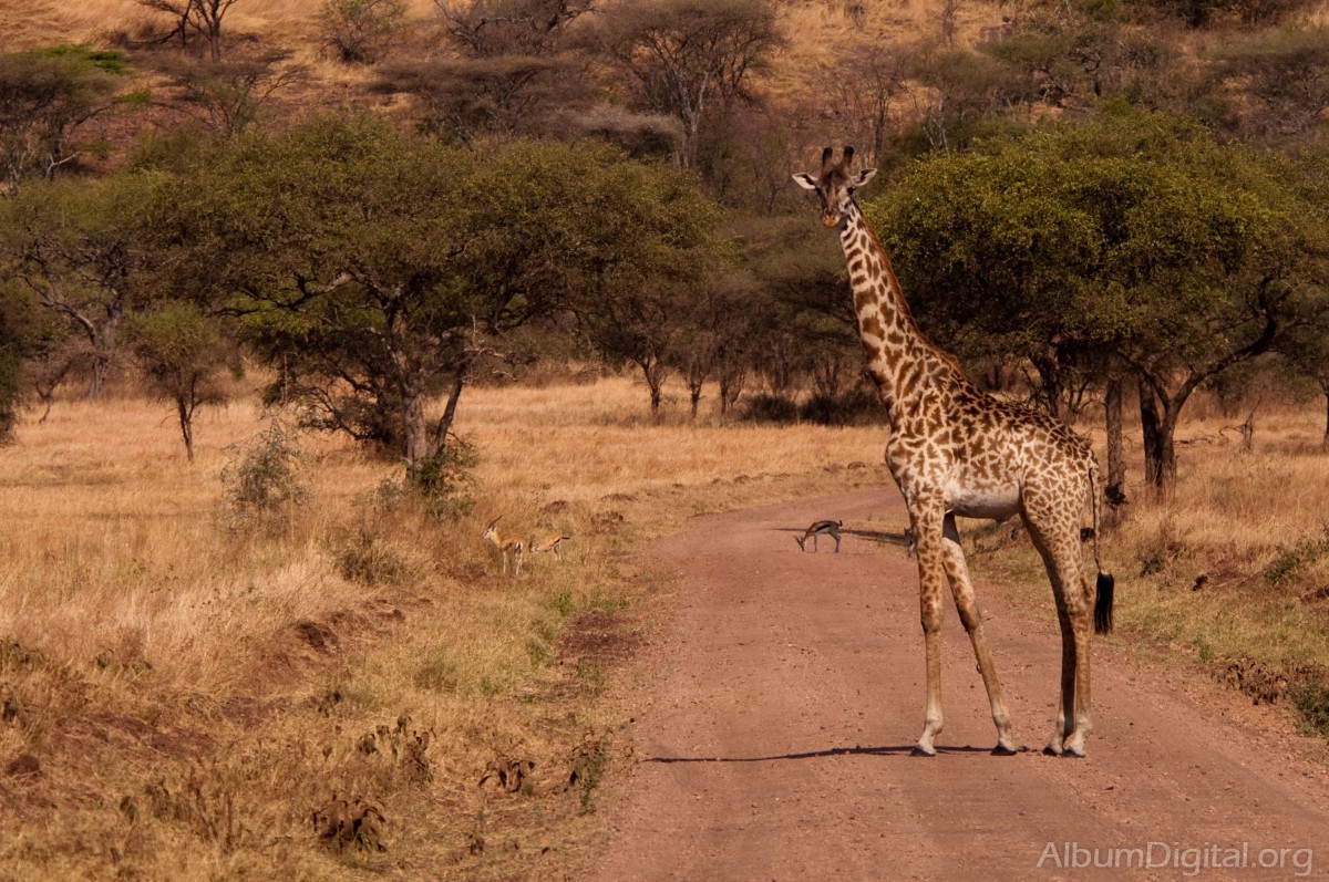 Jirafa en la pista del Serengueti
