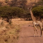 Foto Jirafa en la pista del Serengueti