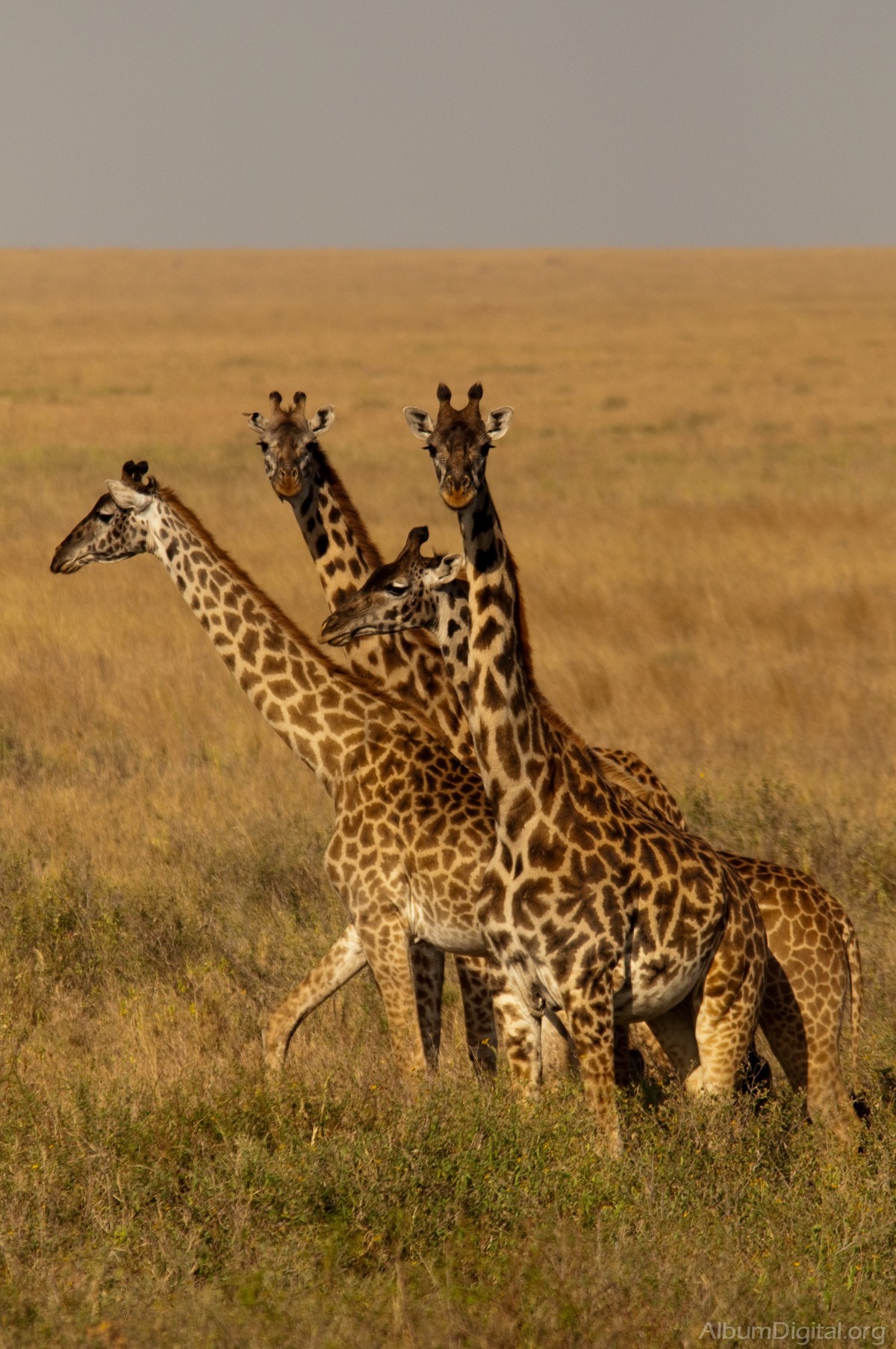Jirafas en el Serengueti