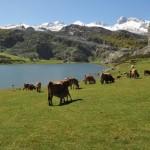 Foto Lago en Picos de Europa