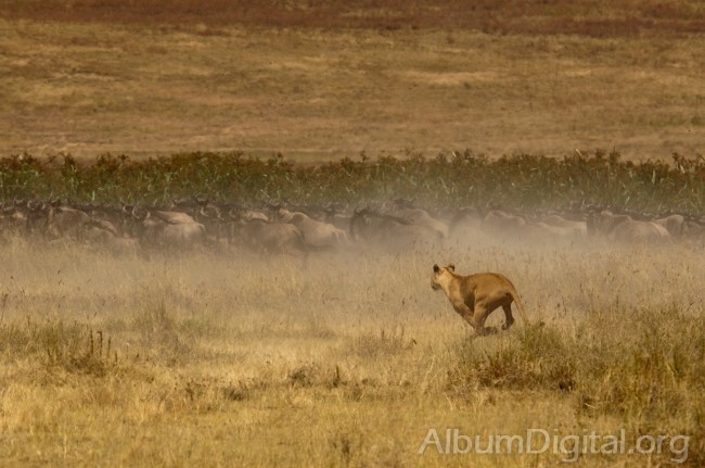 Leona cazando en Ngorongoro
