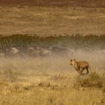 Foto Leona cazando en Ngorongoro
