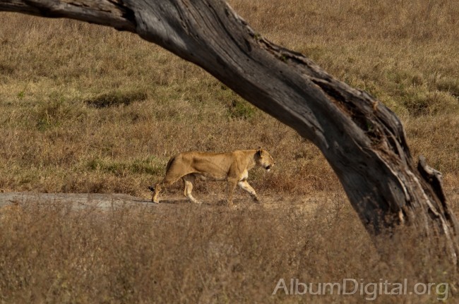 Leona desplazandose por el Serengueti