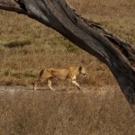 Foto Leona desplazandose por el Serengueti