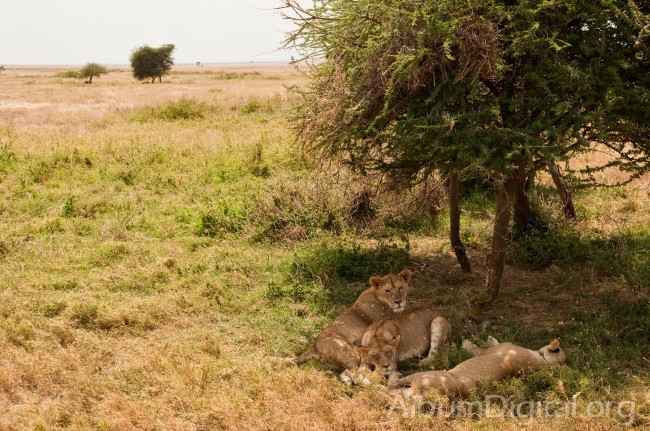 Leones del Serengueti descansando