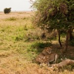 Foto Leones del Serengueti descansando