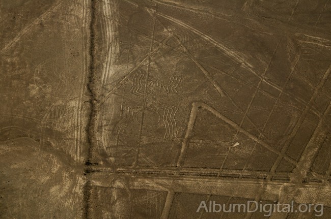 Lineas de Nazca la Araa 