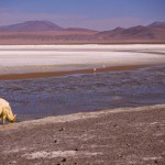 Foto Llama en Laguna Colorada