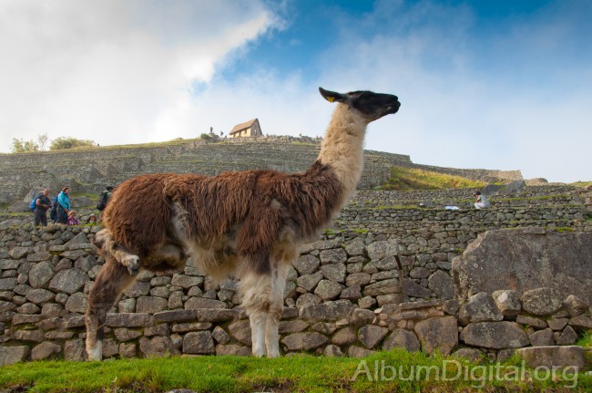 Llama frente al Machu Pichu