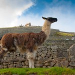 Foto Llama frente al Machu Pichu