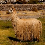 Foto Llama 