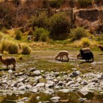 Foto Llamas en el rio