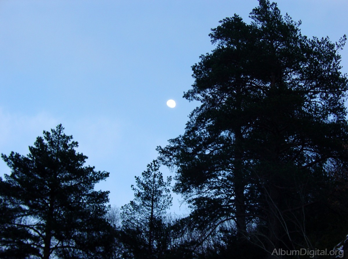 Luna entre los pinos