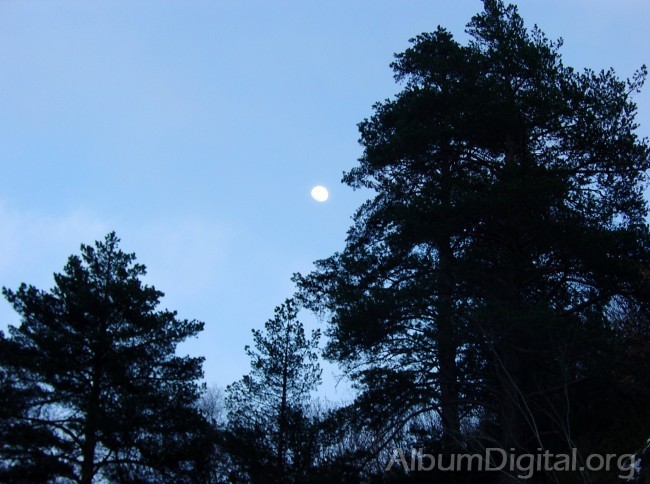Luna entre los pinos