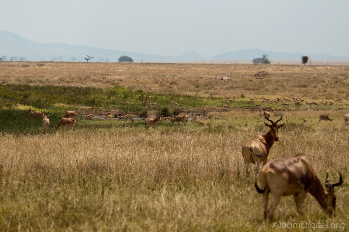 Manada de antilopes