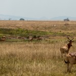 Foto Manada de antilopes