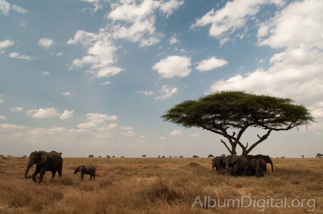 Manada de elefantes en Serengueti