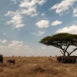 Foto Manada de elefantes en Serengueti