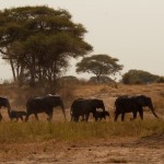 Foto Manada de elefantes