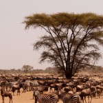 Foto Manada de ñus y cebras bajo la acacia
