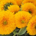 Foto Manojo de flores amarillas