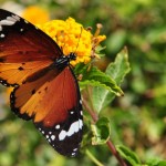 Foto Mariposa en la flor