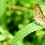 Foto Mariposa en la hoja