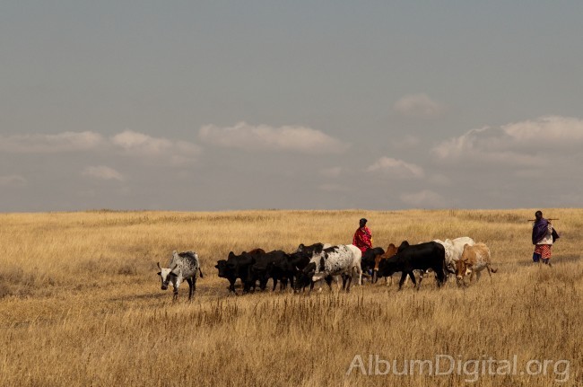 Masais pastoreando vacas