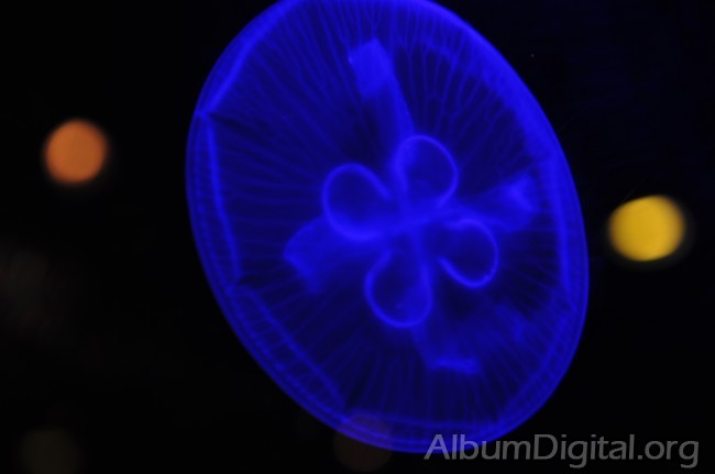 Medusa con efecto azul