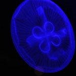 Foto Medusa con efecto azul