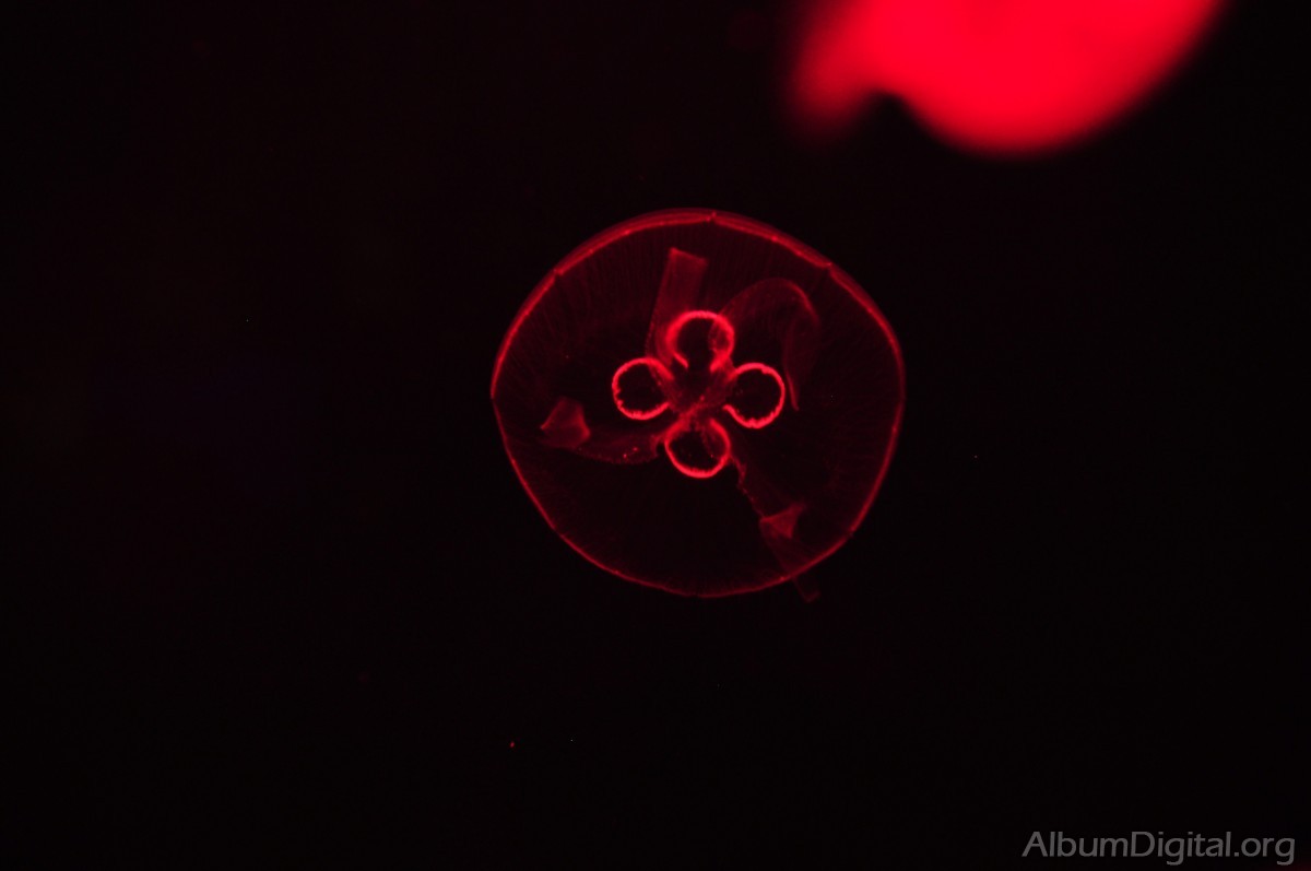 Medusa con luz roja