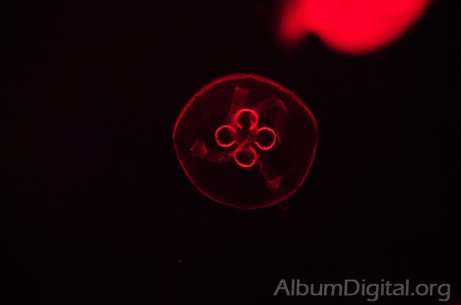 Medusa con luz roja