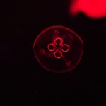 Foto Medusa con luz roja