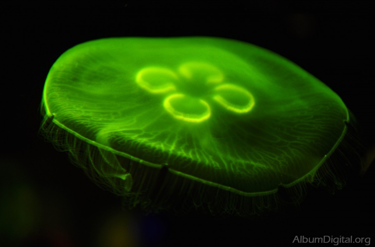 Medusa con luz verde
