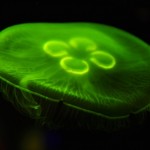 Foto Medusa con luz verde