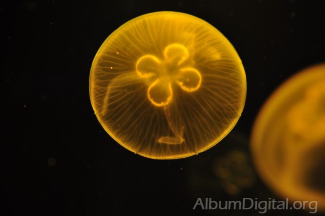 Medusa efecto de la luz amarilla