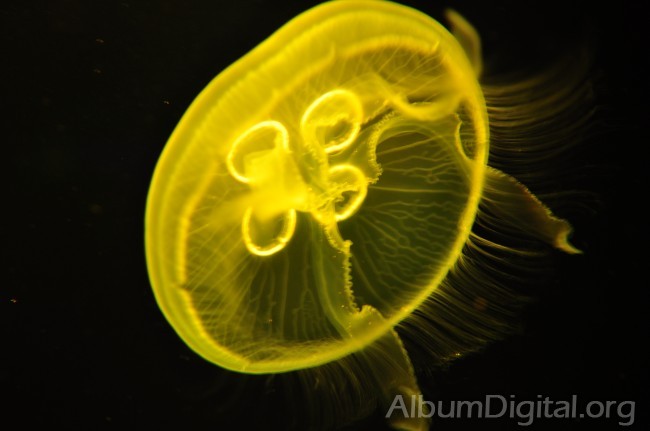 Medusa efecto de la luz amarilla