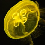 Foto Medusa efecto de la luz amarilla