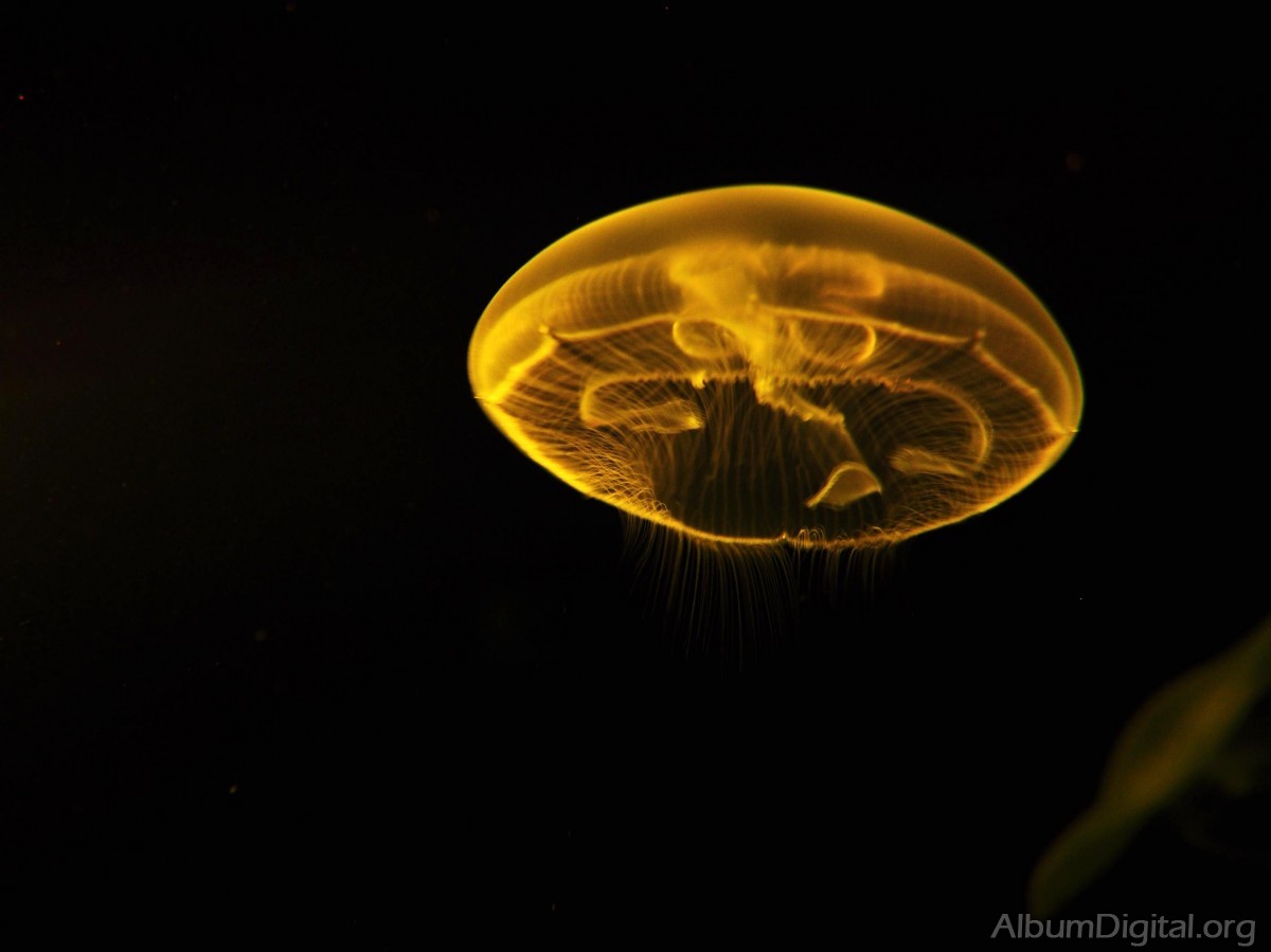 Medusa efecto de la luz amarillo