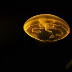 Foto Medusa efecto de la luz amarillo