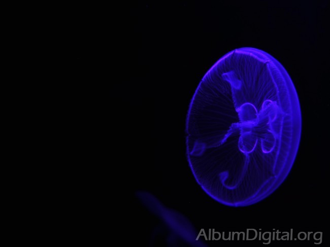 Medusa efecto de la luz azul