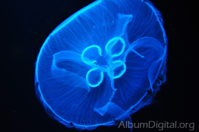 Medusa efecto de la luz azul