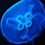 Foto Medusa efecto de la luz azul