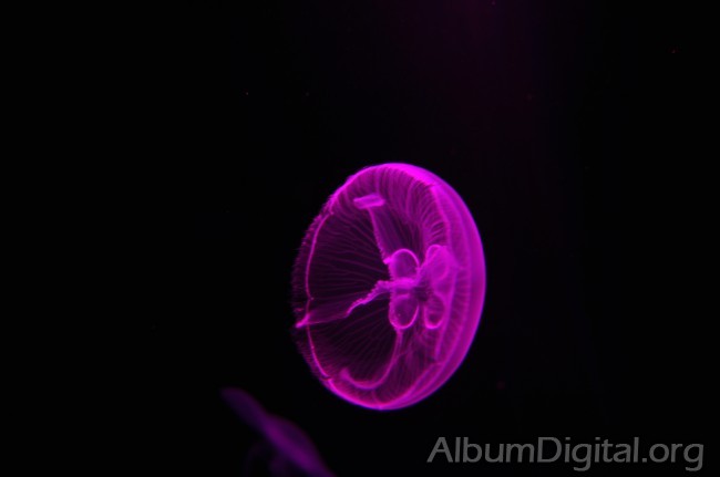 Medusa efecto de la luz fucsia